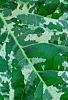 Ficus aspera 'Parcell', leaves