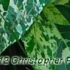 Ficus aspera 'Parcell', leaves