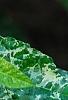 Ficus aspera 'Parcell', leaves