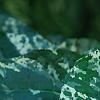 Ficus aspera 'Parcell', leaves