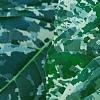 Ficus aspera 'Parcell', leaves
