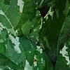 Ficus aspera 'Parcell', leaves