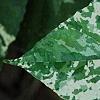 Ficus aspera 'Parcell', leaves