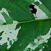 Ficus aspera 'Parcell', leaves