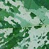 Ficus aspera 'Parcell', leaves