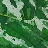 Ficus aspera 'Parcell', leaves