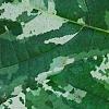 Ficus aspera 'Parcell', leaves