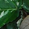 Ficus aspera 'Parcell', leaves