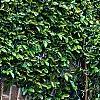 Ficus pumila, habit