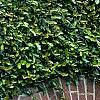 Ficus pumila, habit