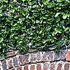 Ficus pumila, habit