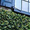Ficus pumila, habit