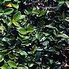 Ficus pumila, leaves