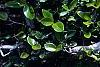 Ficus pumila, leaves