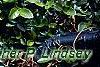 Ficus pumila, leaves