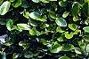 Ficus pumila, leaves