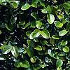 Ficus pumila, leaves