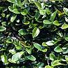 Ficus pumila, leaves