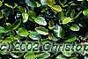 Ficus pumila, leaves