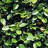 Ficus pumila, leaves