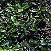 Ficus pumila, leaves