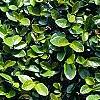 Ficus pumila, leaves
