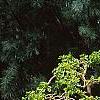 Morus alba 'Pendula', habit