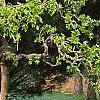 Morus alba 'Pendula', habit