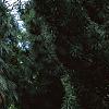 Morus alba 'Pendula', habit