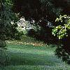 Morus alba 'Pendula', habit