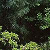 Morus alba 'Pendula', habit