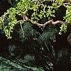 Morus alba 'Pendula', habit