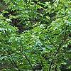 Morus rubra, habit