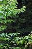 Morus rubra, habit