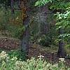 Morus rubra, habit