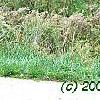Morus rubra, habit