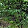 Morus rubra, habit