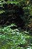 Morus rubra, habit