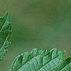 Morus rubra, leaves