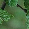 Morus rubra, leaves