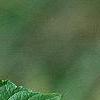 Morus rubra, leaves