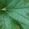 Morus rubra, leaves