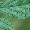 Morus rubra, leaves