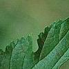Morus rubra, leaves