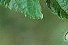Morus rubra, leaves