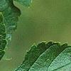 Morus rubra, leaves