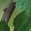 Morus rubra, leaves