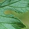 Morus rubra, leaves