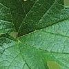 Morus rubra, leaves