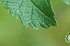 Morus rubra, leaves